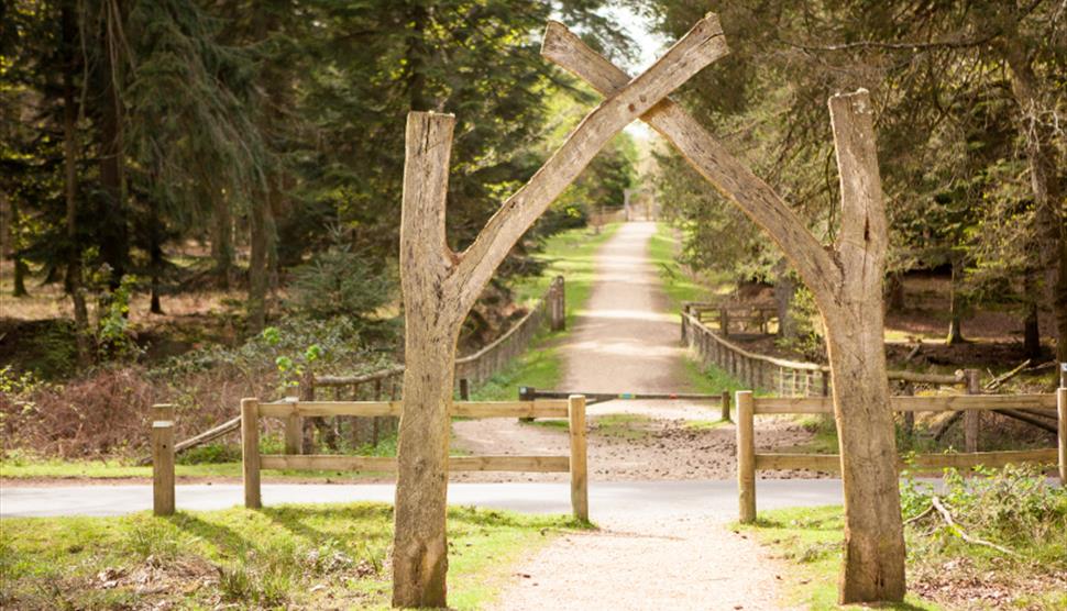 Tall Tree Trail New Forest