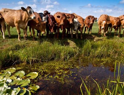 Cattle standing on Pevensey Levels wetlands, with grassy marshland and a water channel in the foreground under a blue sky