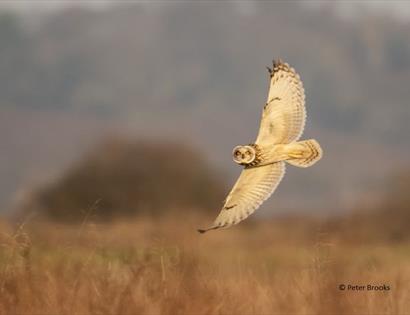 Winter Owls at Rye Harbour