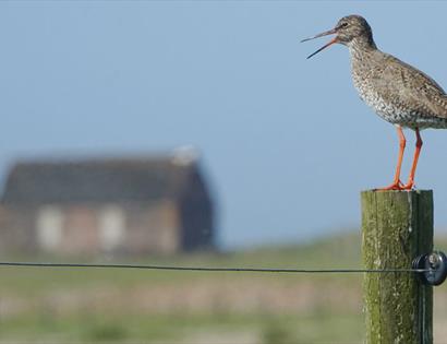 a photograph at Rye Harbour nature reserve. Shows a redshank bird sat on a fence post, with old lifeboat hut in the background.