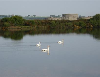 Camber Castle Wildlife Walk - Rye Harbour