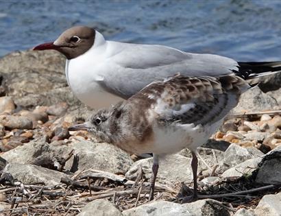 Photograph of two gulls on the shore, one a baby.