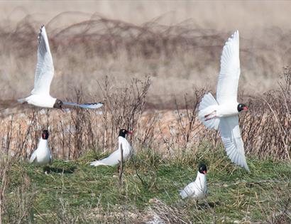 a landscape photograph of five black headed gulls. two are in low flight, three are sitting on the grass of Rye Harbour Nature Reserve.