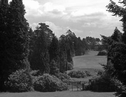 Bedgebury in black and white