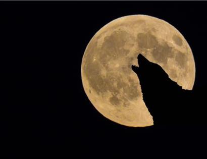 Wolf howling at the full moon