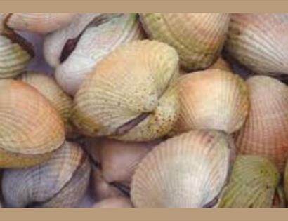 Shells on the beach