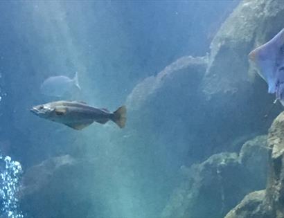 The Living Coast Undersea Experience at Bexhill Museum