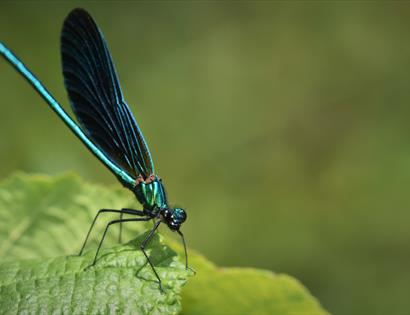 macro photograph of blue dragonfly on leaf against blurred green background