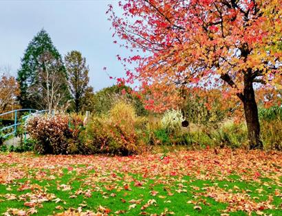 Autumn colours at Merriments Gardens, with fallen leaves, vibrant trees and a bridge crossing the garden.