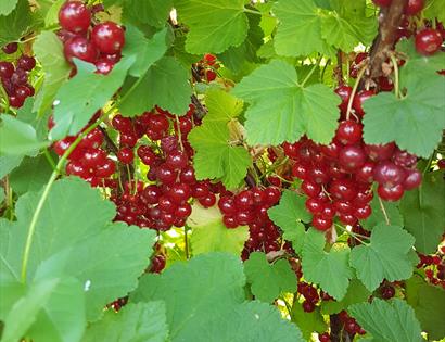 Redcurrants and Tibbs Farm, East Sussex
