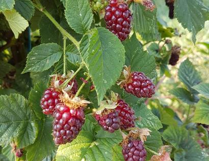 Loganberries & Tayberries at Tibbs Farm East Sussex