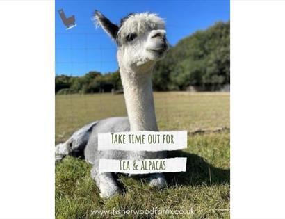 Alpaca resting in a sunny pasture at Fisherwood Farm tea and alpaca experience.