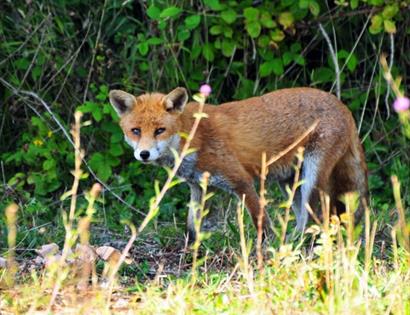 a photograph of a fox standing before a hedge.