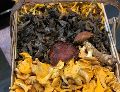 Porcini Mushroom Forage and Luncheon