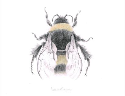 Bumble Bee Talk by Dr Nikki Gammans
