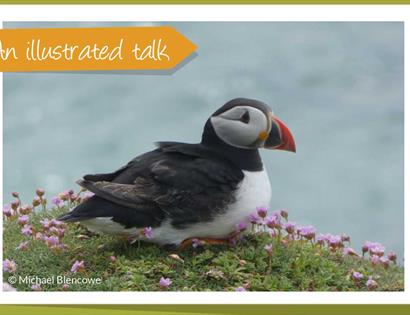 Photograph of a puffin.