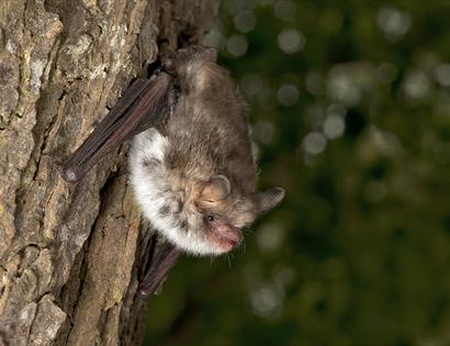 photograph of a bat clinging to a tree trunk