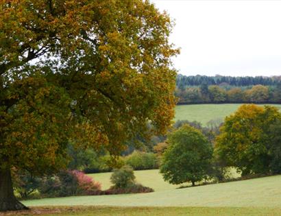 trees in field