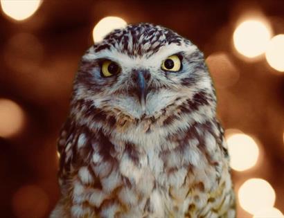 Birds of Prey at Drusillas