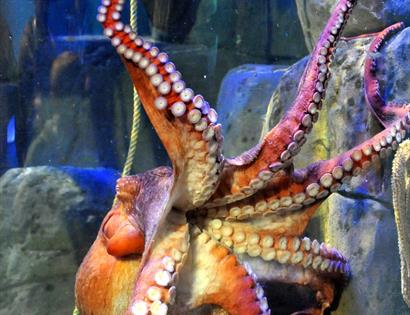 Giant Octopus