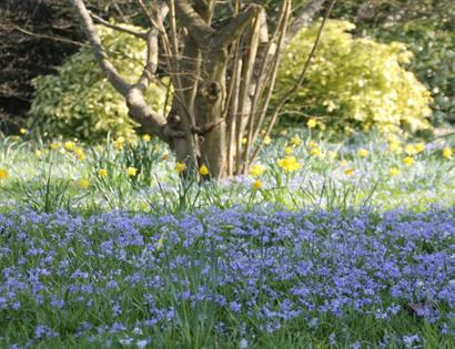 Bluebell and Wildflower Walk