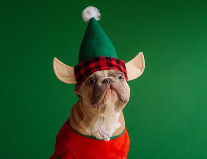 Dog dressed as a Christmas elf