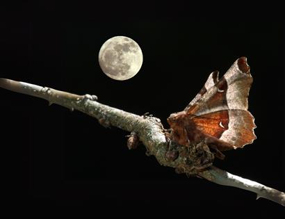 Artwork for Blackshed Gallery's Reflections of a Night Sky, featuring a moth on a branch beneath a full moon.