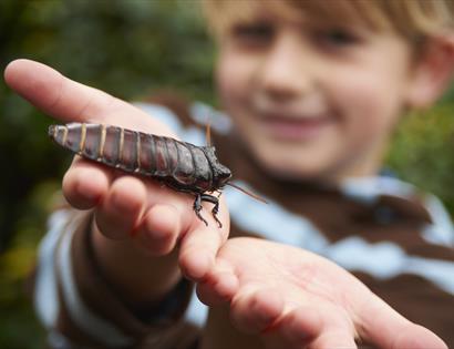 Creepy Crawlies Day