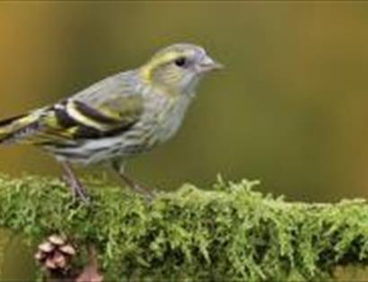 Birdsong Workshops at Bedgebury Pinetum