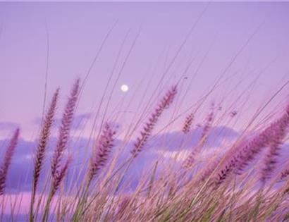 Purple sunset