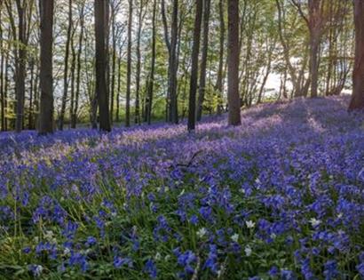 Bluebells