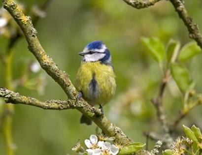 Blue tit