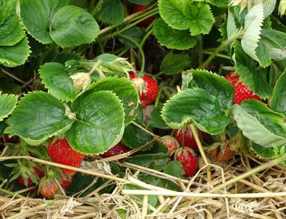 PYO Strawberries