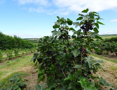 Tibbs Farm PYO Blackcurrants, East Sussex