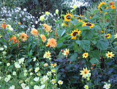 Dahlia Days at Pashley Manor Gardens