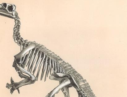 Print of a dinosaur skeleton.