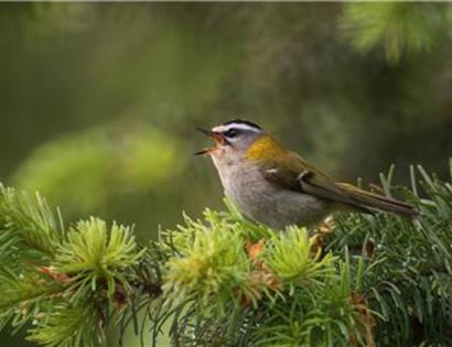 Dawn Chorus Walk