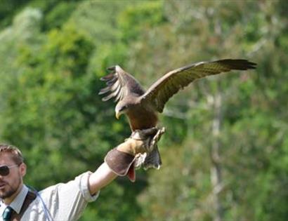 Falconry Display