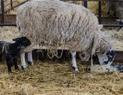 Sheep in a straw-filled pen with two new-born lambs, one standing nearby and one lying on the straw