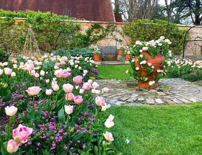 Pink tulips and spring flowers in a formal garden with a large terracotta pot and brick walls at Pashley Manor Gardens.