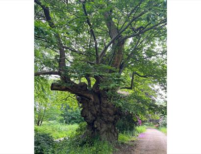 Ancient, gnarled tree beside a woodland path at Mountfield Winery Estate, surrounded by lush green foliage and wild plants