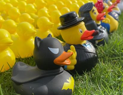 Rows of rubber ducks on grass, including costume-themed ducks like a black bat-style duck and one in a suit and hat.
