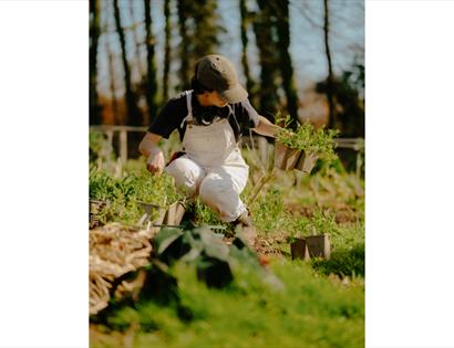 Person tending vegetable seedlings in a kitchen garden, reflecting the Garden to Table Seasonal Supper Club experience.