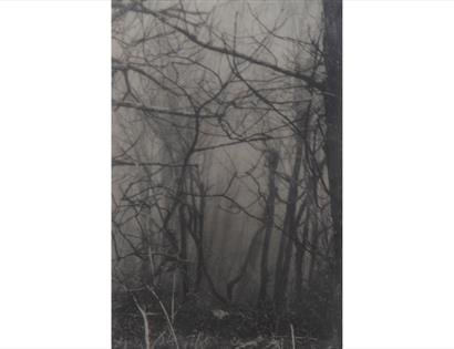 Black-and-white photo of bare tree branches in a misty forest, creating a dark, tangled silhouette.