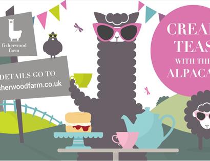 Cream teas with the alpacas at Fisherwood Farm