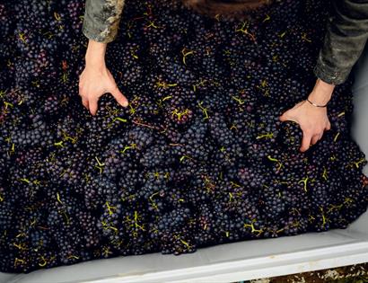 Harvest at Gusbourne