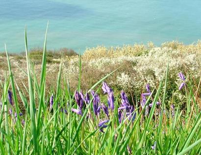 Bluebells