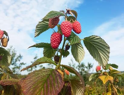 Raspberries at Tibbs Farm