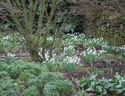 snowdrops at Great Dixter