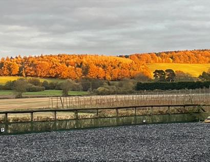 Salehurst Woodland